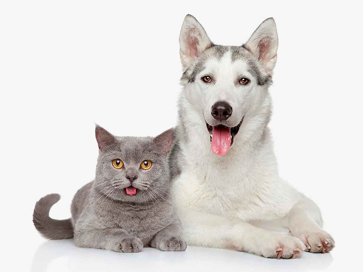 Cat and dog together lying on a white background