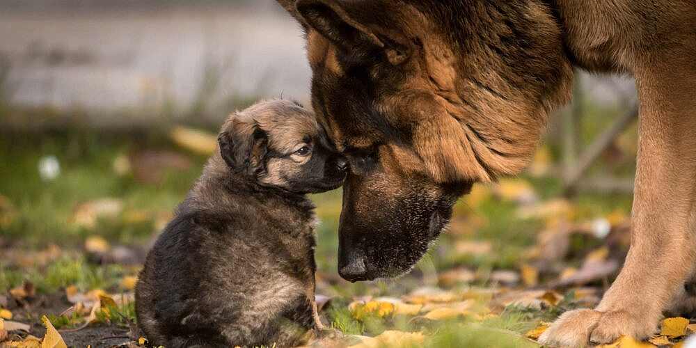 Özel Çayyolu Hayvan Hastanesi - Ankara Hayvan Hastanesi Özel Çayyolu Hayvan Hastanesi - Ankara Hayvan Hastanesi