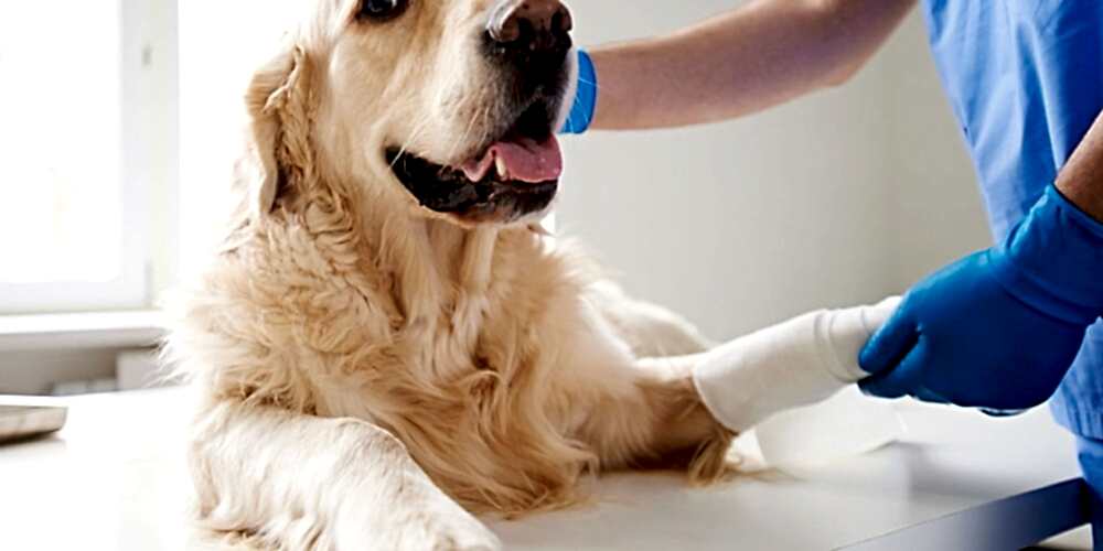 cayyorlu hayvan hastanesi fizik tedavi