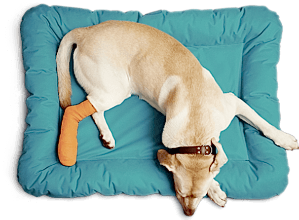 Özel Çayyolu Hayvan Hastanesi Özel Çayyolu Hayvan Hastanesi