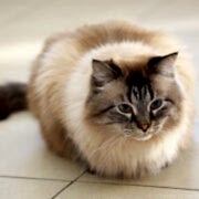 Özel Çayyolu Hayvan Hastanesi - Ankara Hayvan Hastanesi Özel Çayyolu Hayvan Hastanesi - Ankara Hayvan Hastanesi