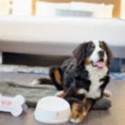 Özel Çayyolu Hayvan Hastanesi - Ankara Hayvan Hastanesi Özel Çayyolu Hayvan Hastanesi - Ankara Hayvan Hastanesi