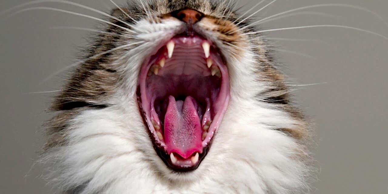 Evcil Hayvanlar İçin Ciddi Hastalıklar