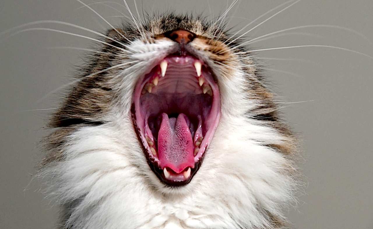 Evcil Hayvanlar İçin Ciddi Hastalıklar