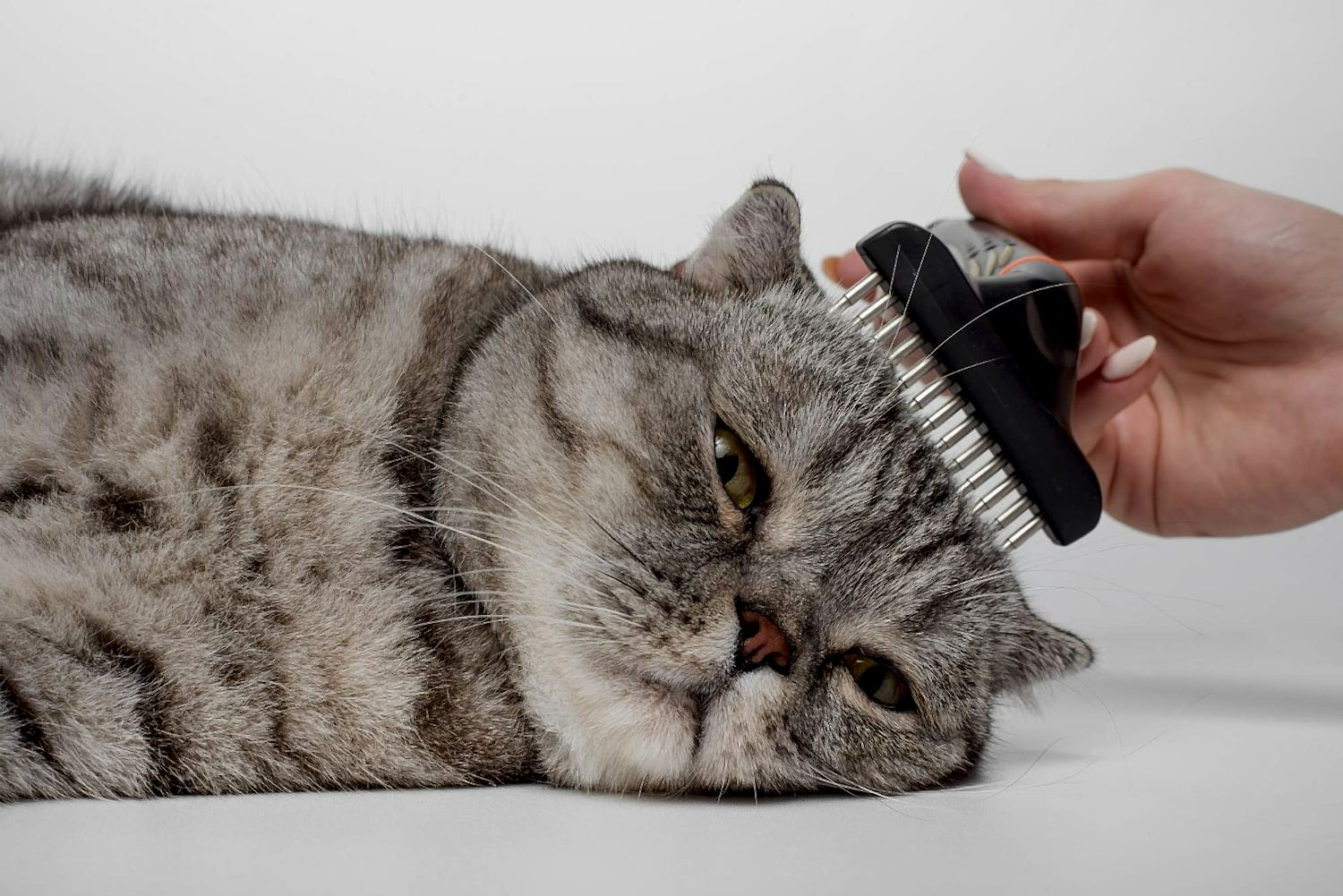 cleaning-coat-scottish-cat-veterinarian-isolated (1)