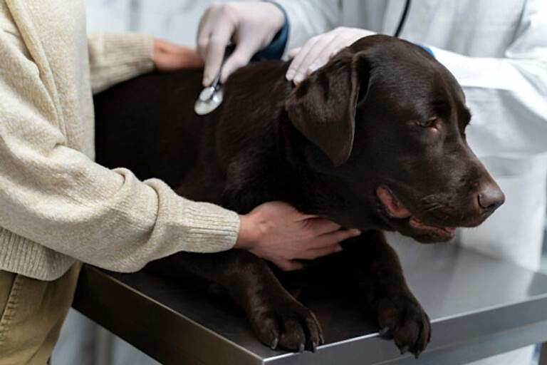 close-up-doctor-checking-up-dog (1)
