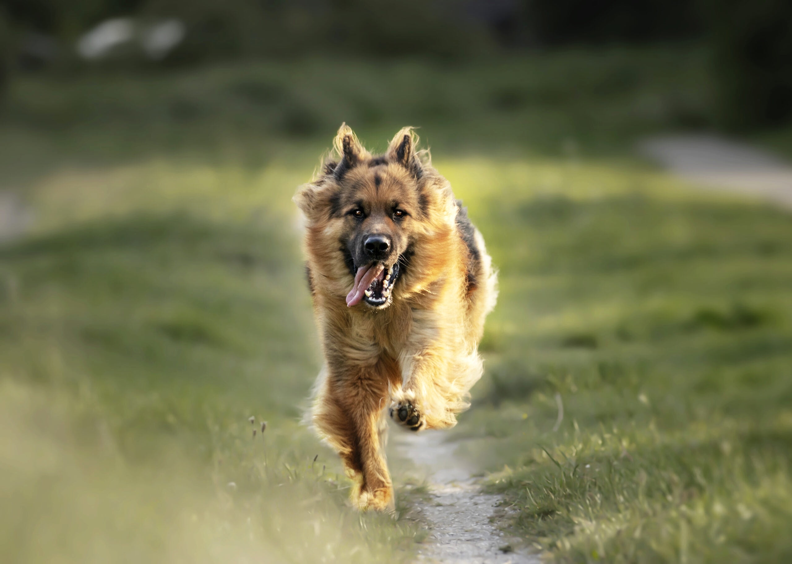 Selective focus shot of an adorable german shepherd