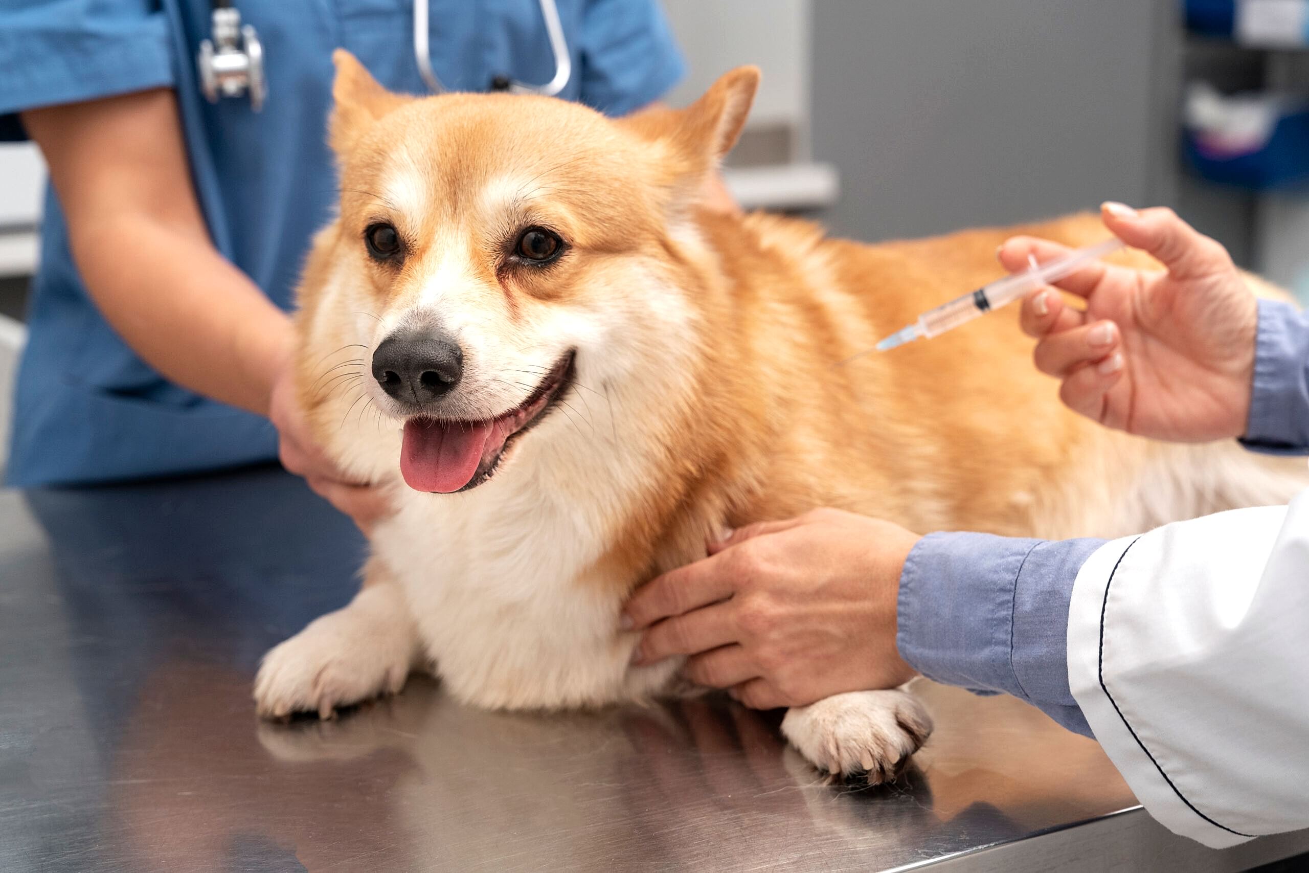 veterinarian-taking-care-pet-dog