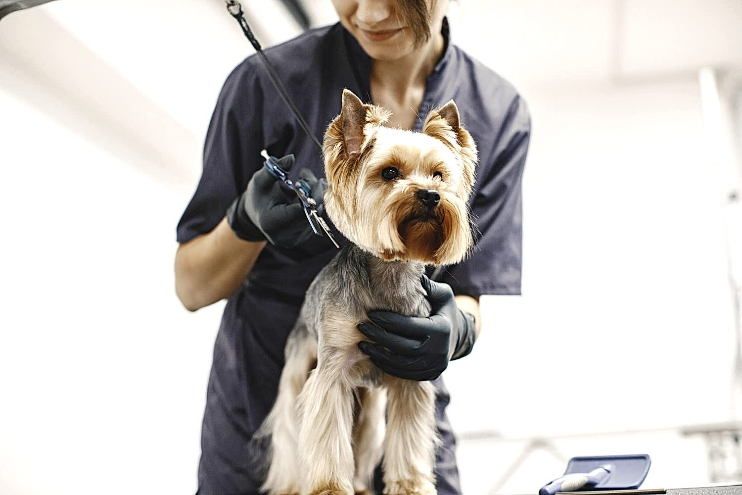 haircuting-process-small-dog-sits-table-dog-with-professional
